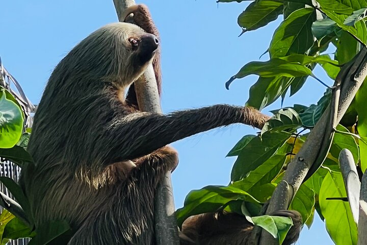 Half day Tortuguero Canal, Cahuita National Park & Puerto Limon - Photo 1 of 25